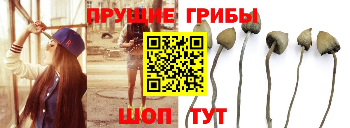 дарнет шоп  Вход с VPN  Новоуральск  Галлюциногенные грибы мицелий 